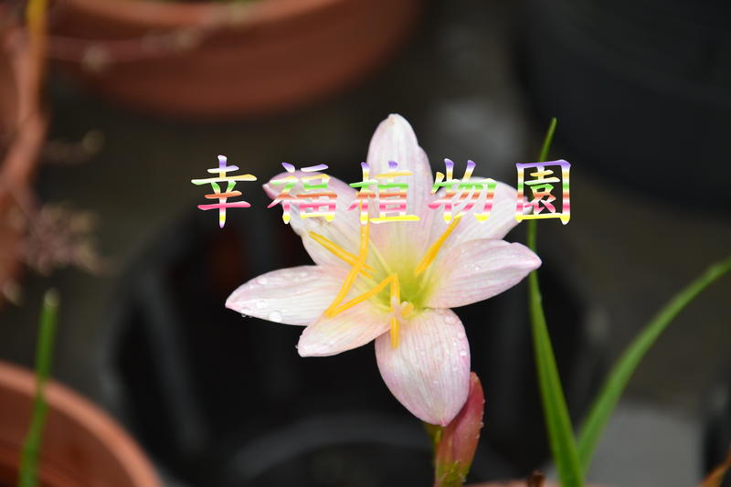 [幸福植物園]風雨蘭Zephyranthes Girls Over Flowers