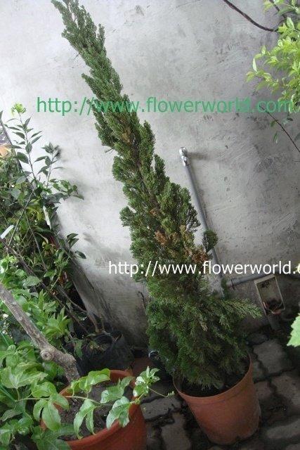 庭園造景植物 **龍柏(繞龍柏.螺絲柏) ** 高2尺 /植株強健【花花世界玫瑰園】wu | 露天市集 | 全台最大的網路購物市集