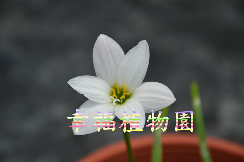 [幸福植物園]風雨蘭Zephyranthes insularum
