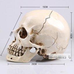 精品仿真1:1人頭骨模型樹脂仿真骷髏頭醫學頭骨美術臨摹