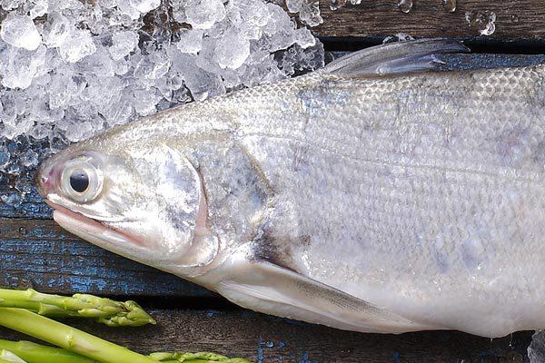 (食魚)~~新鮮 現撈 真空 午仔魚 每隻約250到350公克 可做 一夜干 限量