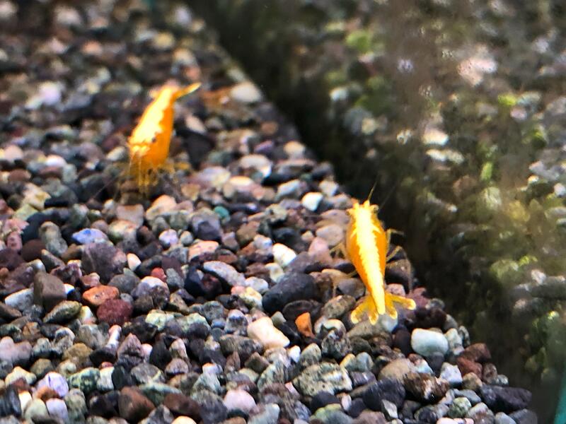【山水水族】特A級金背黃金米蝦(1.5~2CM)一組4隻