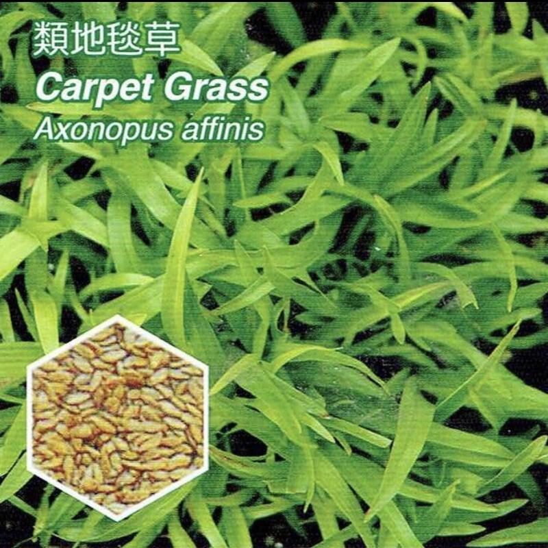 類地毯草【草種子】國外進口 發芽率高 (粉衣種子) 愛芬地毯草種子 多年生草籽 1公斤裝