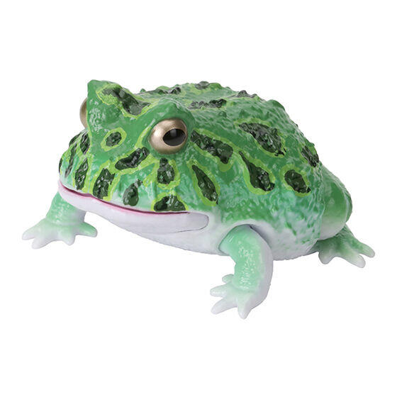 𓅓MOCHO𓅓 BANDAI 扭蛋生物大圖鑑-角蛙與饅頭蛙全5種| 露天市集| 全台 