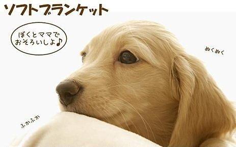 艾苗小屋-日本 PET PRO 冬天最新力作溫暖舒適睡墊系列 (L)
