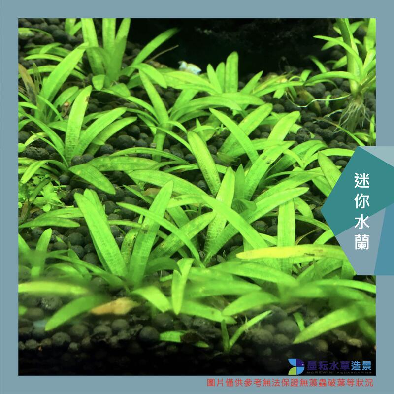 @墨耘 水草造景@正版 迷你水蘭 1株/45元 不會長高 耐熱 不需CO2 前景 水族 | 露天市集 | 全台最大的網路購物市集