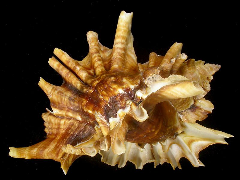 ＜寶貝窩＞貝殼標本＊Muricidae骨螺科：Ceratostoma burnetti-傘旗芭蕉螺