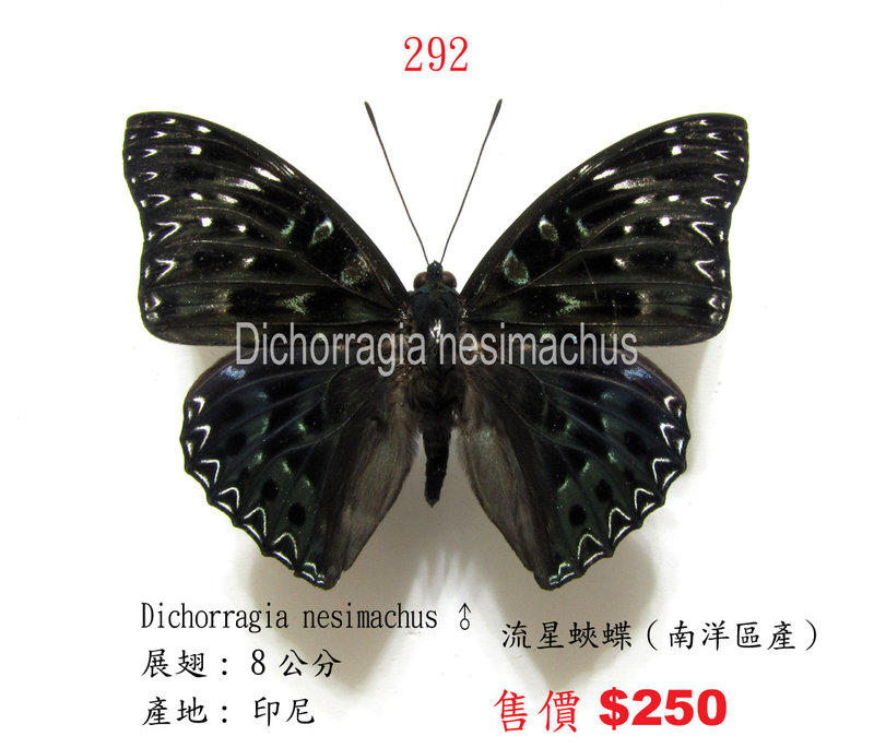  ★蟲新發現╭○-○╮蝴蝶標本A1~流星蛺蝶（南洋區產） 展翅8CM 產地：印尼