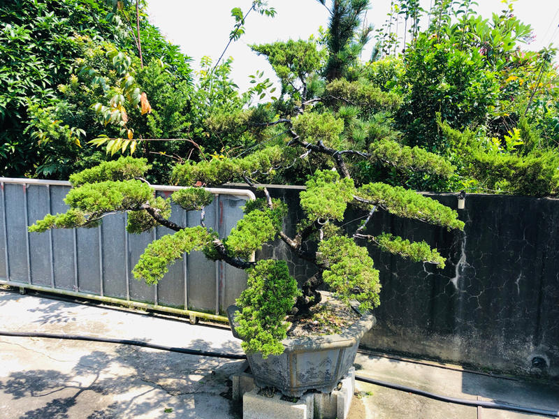 ［ 龍興園藝 ］針柏 羅漢松 紫檀庭院景觀樹 成品陸續推出