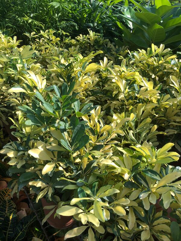 花花世界-常綠植物*黃金鵝掌藤*5-6吋盆/高20-40公分/葉子如黃金盛開/MA