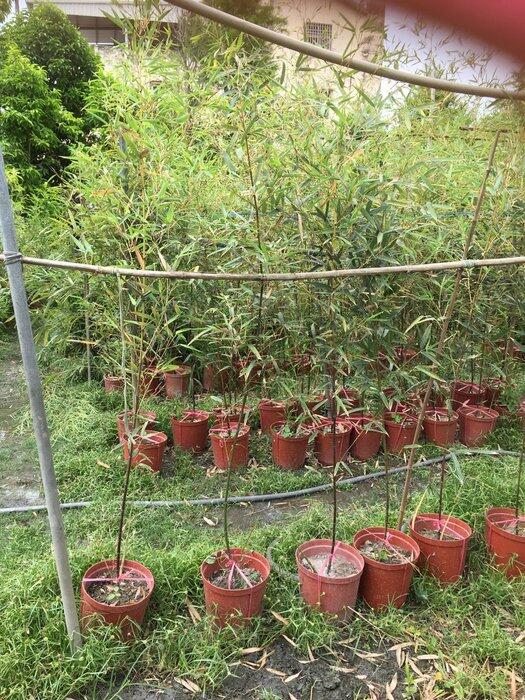 ╭☆東霖園藝☆╮ (黑竹)墨竹-約150公分高-枝葉雅緻,是庭園優良觀賞植物 | 露天市集 | 全台最大的網路購物市集