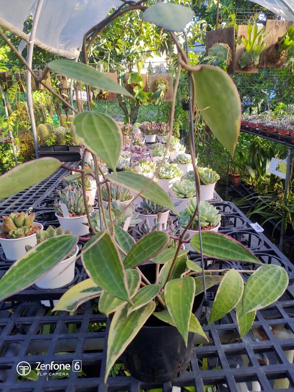 寶哥蘭園  4.5吋吊盆  斑葉大西瓜毬蘭  Hoya macrophylla 'variegated'