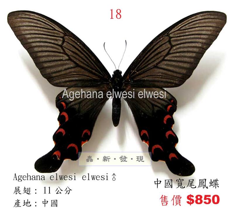 蝶 8枚〉全8色 蝶々 透かし モチーフ レース 刺繍 レース パーツ 春