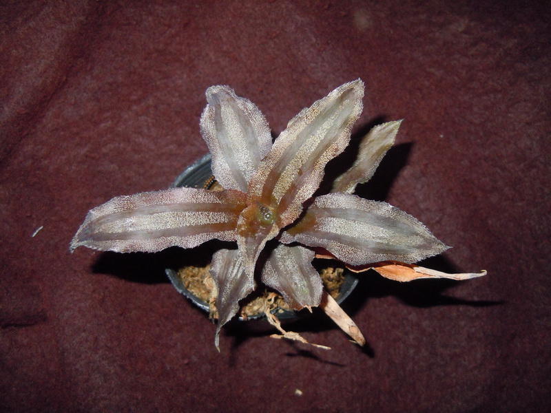 姬鳳梨屬彌賽亞之星Cryptanthus lacerdae Menesca