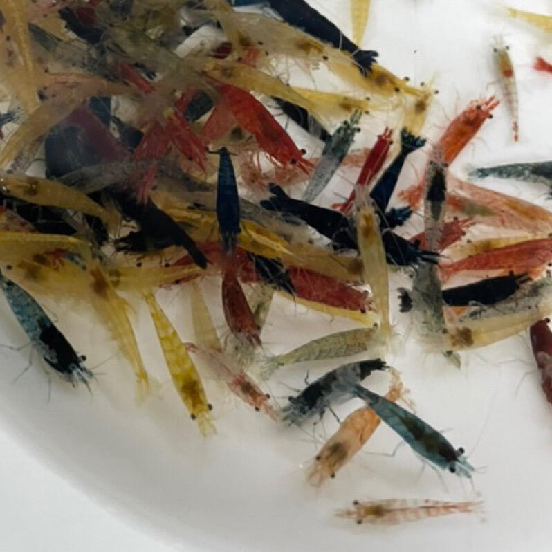 【汛潽】🦐混合米蝦🦐含黑殼蝦、玫瑰蝦等多種顏色