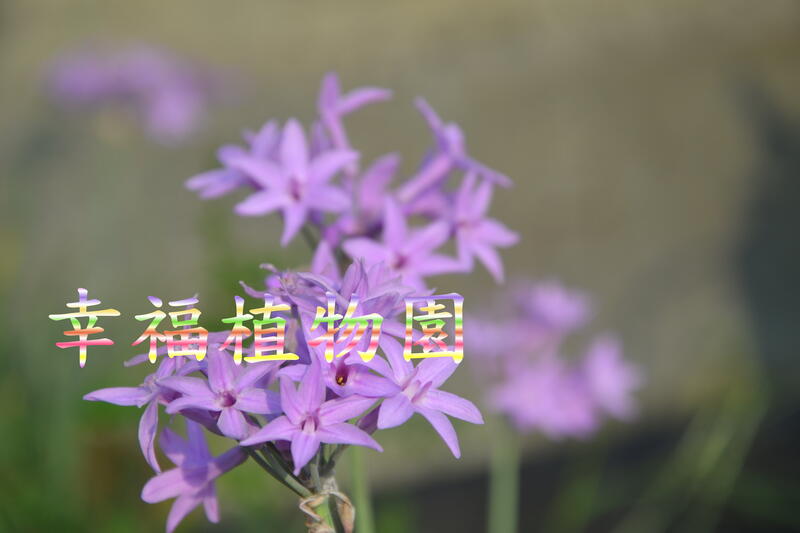 [幸福植物園]紫嬌花