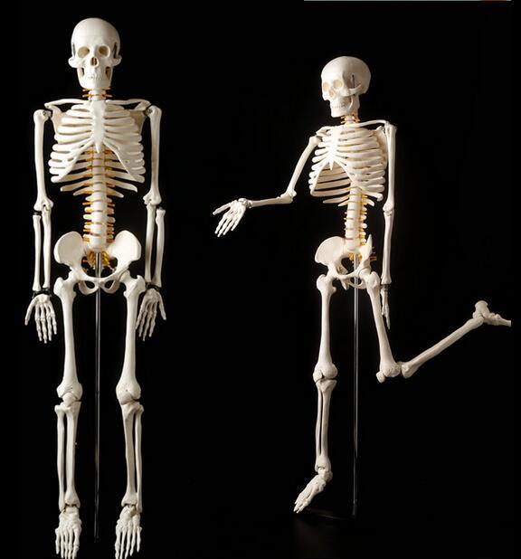 人體骨架模型85CM醫用人體骨骼模型人體脊柱模型脊椎模型醫用| 露天市集