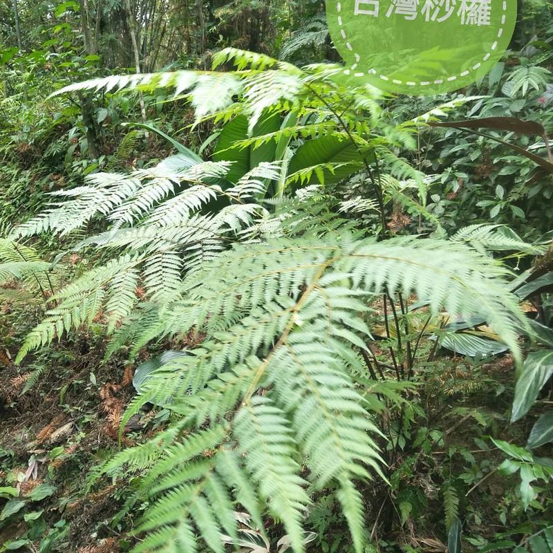 筆筒樹，台灣沙欏 （兩種不同）  4吋盆300，3吋盆200，寄送 蕨類 樹蕨 莎蘿 桫欏，大盆約雙手寬600自載