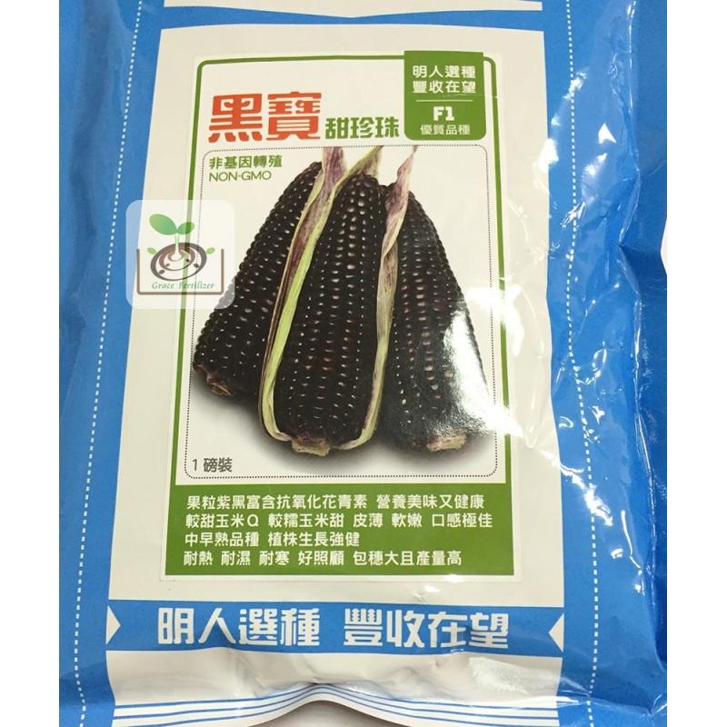 [禾康肥料] 黑寶甜珍珠糯玉米種子 / 453g(1磅) 包裝