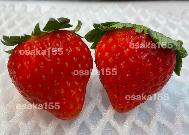 日本草莓.草莓苗. 熊本 戀人 恋のぞみ（品種名・恋みのり)草莓種子