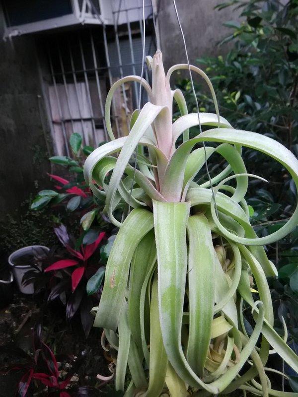 T.M.D. 戰隊Tillandsia 空氣鳳梨Regal Rene 賞圖| 露天市集| 全台最大