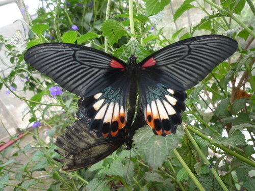 蝴蝶花園 - 蝶舞翩翩  營造空中花園 食草與蜜源的規劃   