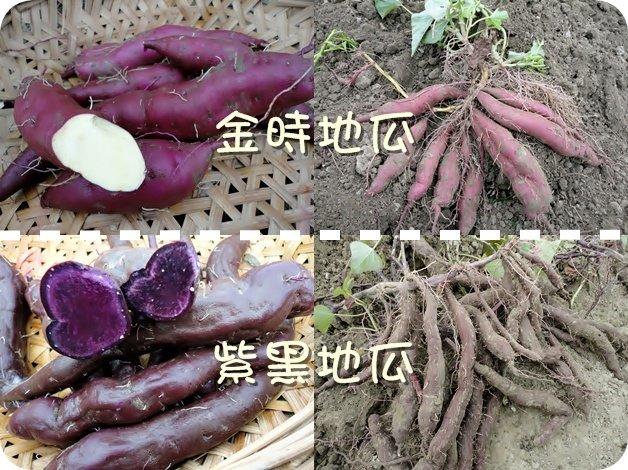 【菜田瓜園】日本金時地瓜/紫黑地瓜，台灣在地種植 甘藷 甘薯 番薯 番藷 Japanese Sweet Potato