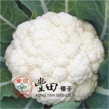 【野菜部屋~】E19 華美白花椰菜種子0.15公克 , 性耐寒 , 抗病害強 , 生長快速強健 , 每包15元~