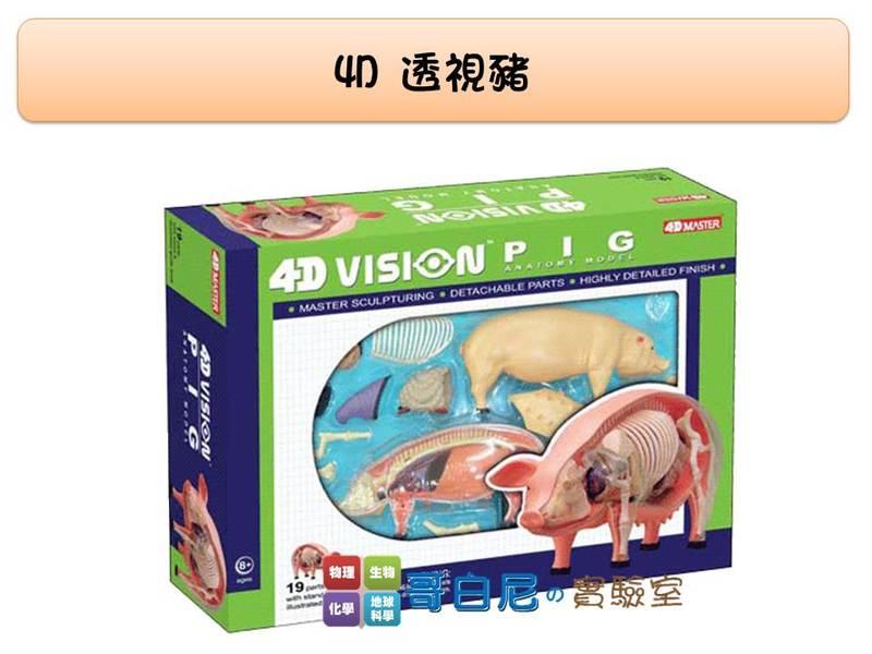 哥白尼的實驗室/生物/4D透視豬模型/正版Fame Master/動物系列 科學玩具