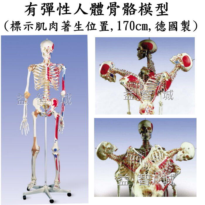 人体模型 丰满脂肪女性人体模型加大码高品质幽灵人体模型| Alibaba.com