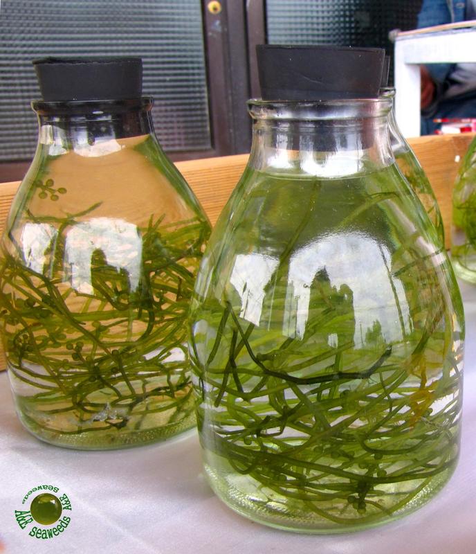 海葡萄 海藻 迷你藻缸 蘭花瓶
