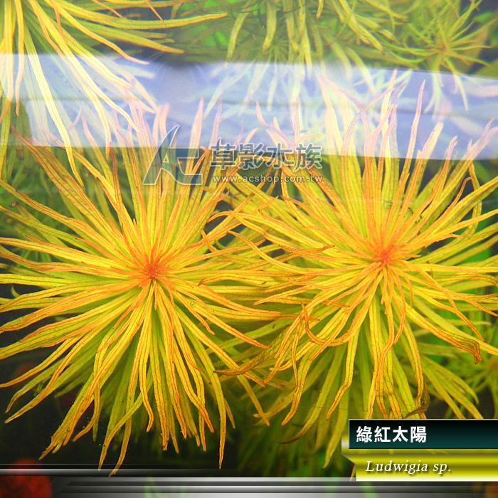 【AC草影】綠紅太陽【一株】水草 造景 太陽草
