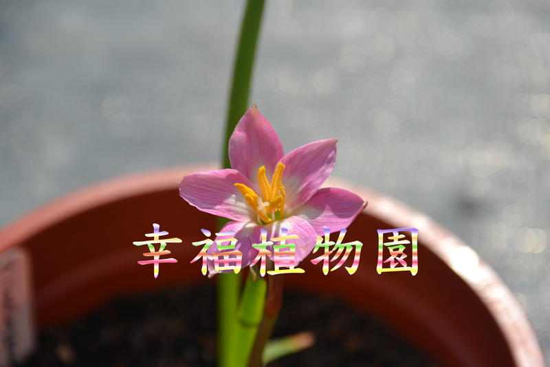 [幸福植物園]風雨蘭 林德拉納粉Zephyranthes lindleyana Pink