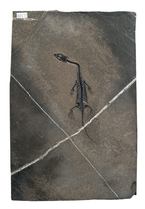 [精品] 貴州龍 化石~~小體型 台灣頂級清修工藝， (眼窩、骨骼、指節、牙齒清晰可見)