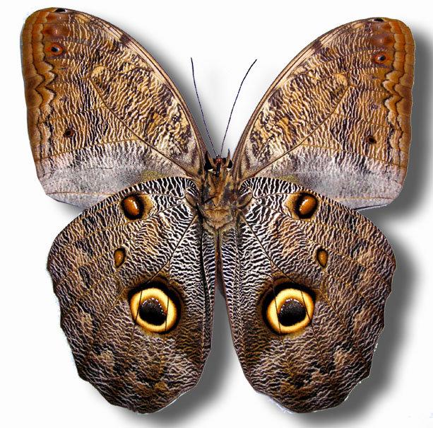 蟲新發現╭○-○╮蝴蝶標本A1~ Caligo brasiliensis 貓頭鷹蝶  展翅12~13CM  產地：秘魯