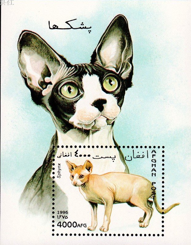 ★熊熊購物★阿富汗1996年 世界名貓 寵物貓 加拿大無毛貓 郵票小型張 全新 7