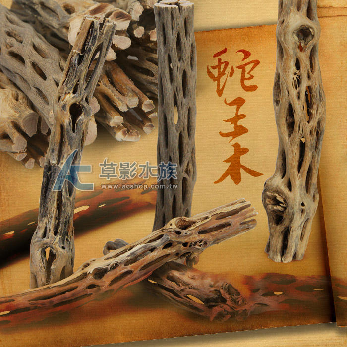 【AC草影】蛇王木（S/15cm）【一個】蛇木 極火蝦 異型 躲藏甕