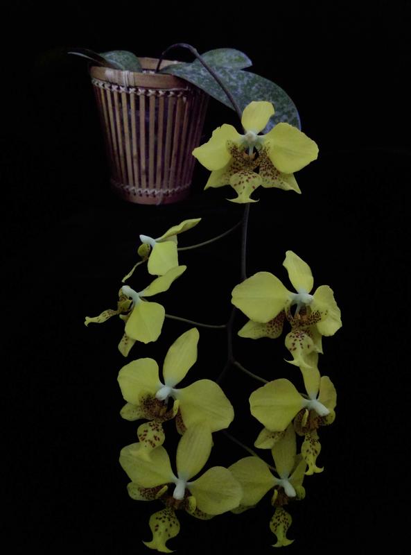 Phal.stuartiana var.nobilis ( Golden !)金黃色史塔基豪華型亞變種,開花株規格!