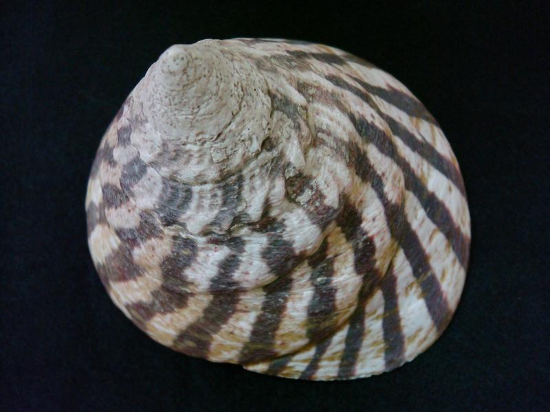 JLshell - 馬蹄鐘螺 Trochus niloticus