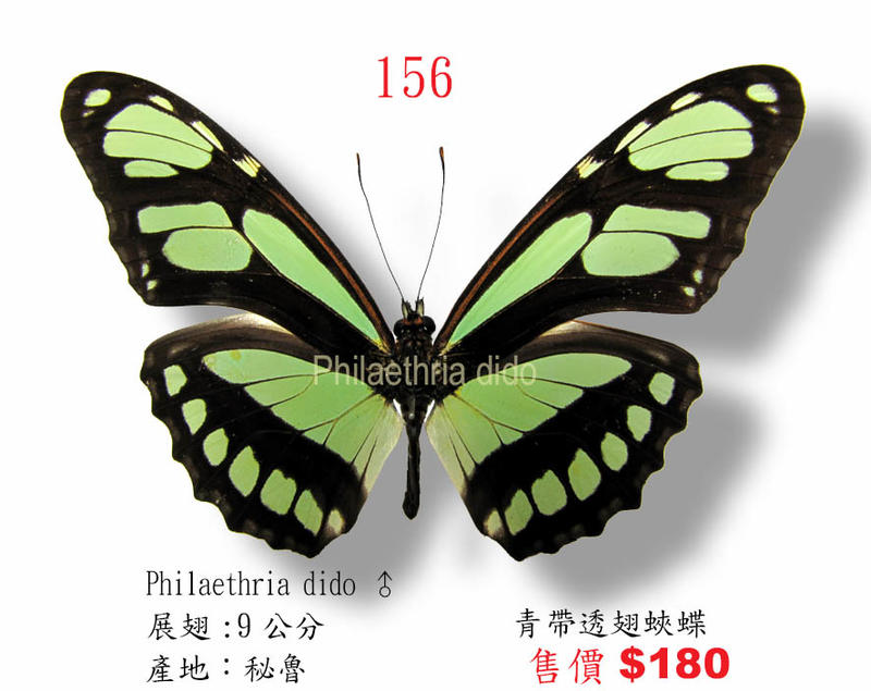 蟲新發現╭○-○╮蝴蝶標本A1~青帶透翅毒蝶  展翅8CM 產地：秘魯（缺貨中…）