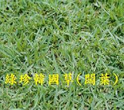 【尋花趣】綠珍韓國草 100公克/包 草種子 您想種台北草又不想用高成本的草皮嗎？與台北草(韓國草的一種)相似的草種。