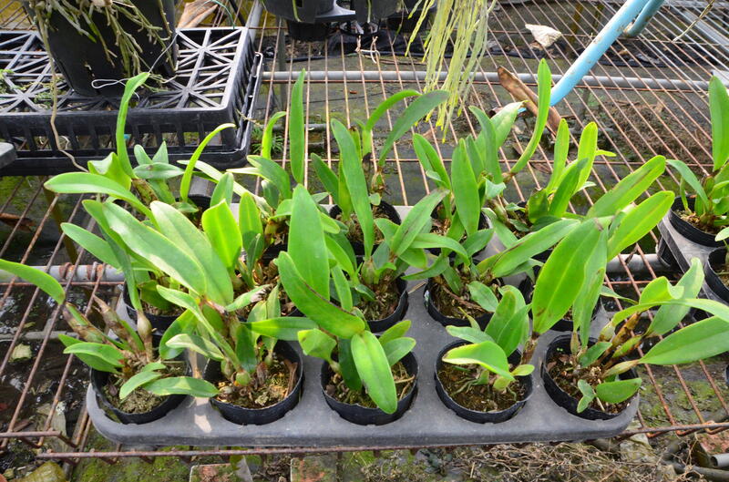 C. skinneri coerulea 