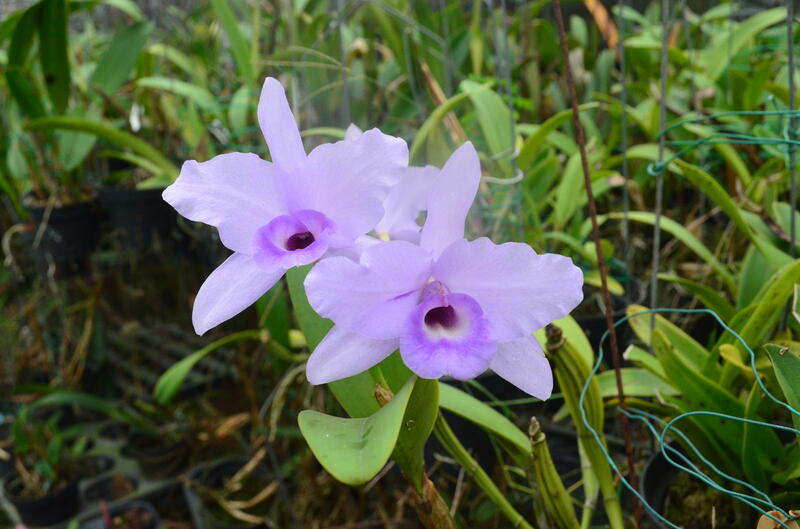 C. skinneri coerulea 