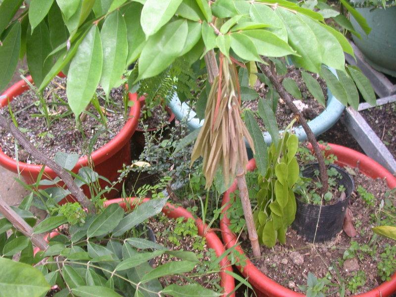 羅漢門園藝      出售纓絡花     佛教聖樹   珍稀植物   80cm   1500元    免運費