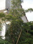 羅漢門園藝 出售海南黃花梨樹(降香黃檀)胸徑2.5-5cm左右3.5-6m 1000