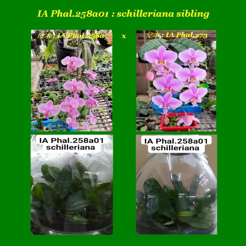 <永安蘭園>蘭花瓶苗 Phal.schilleriana 子代苗 (本園編號FPhal 258a01) Buy Now