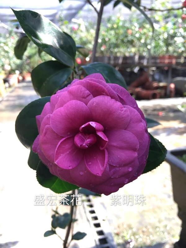 【盛宏茶花】茶花品種︱5吋盆原棵茶花︱紫明珠