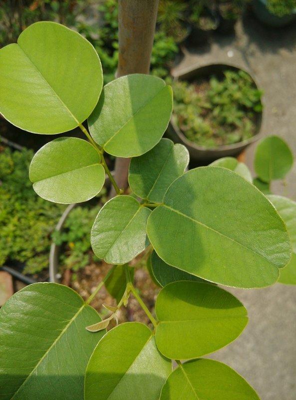 印度檀香紫檀 小葉紫檀小苗小葉紫檀,學名：Pterocarpus santalin, 約30公分每棵1000元,每件2棵