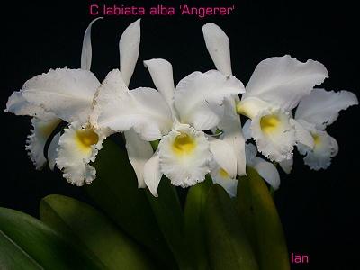 C. labiata var. alba "Angerer"4"盆(3107)