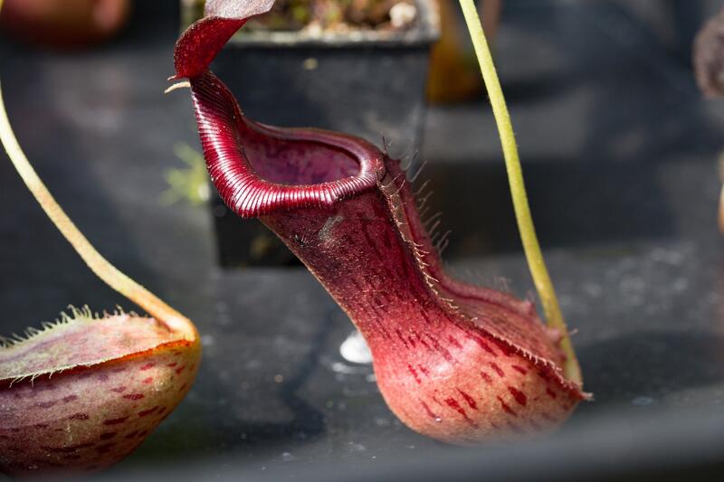 光斑深林】食蟲植物Nepenthes (lowii x ventricosa)-red x boschiana豬